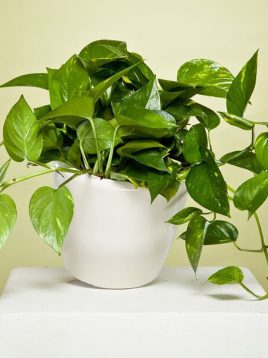 گیاه آپارتمانی پوتوس