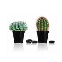 کاکتوس و گیاهان گوشته ای